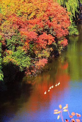 ���Ϻ�Ҷ��