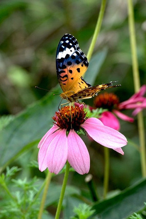 �������