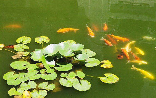 ˯������