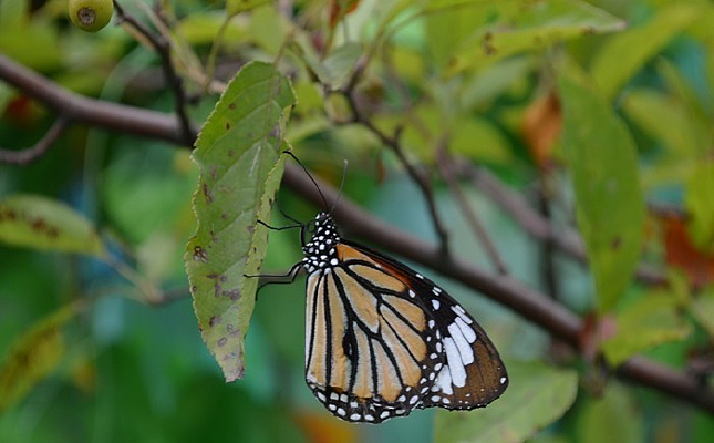 �����ĺ���