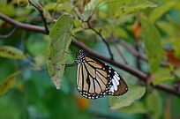 �����ĺ���