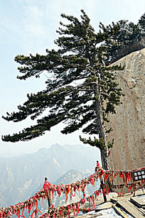 ������Ƭ