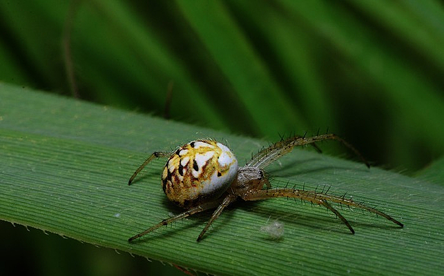 Ҷ���ϵ�������