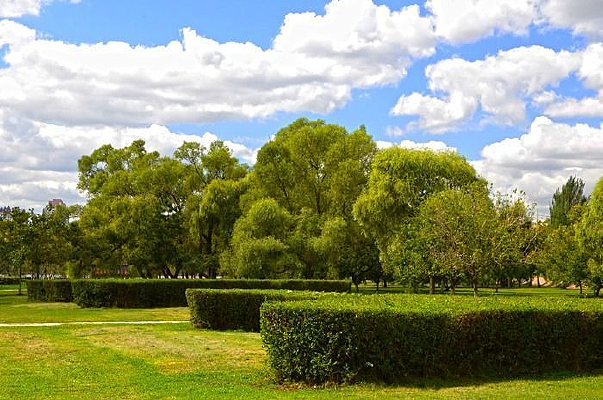 �ݵ��ϵĹ�ľ��