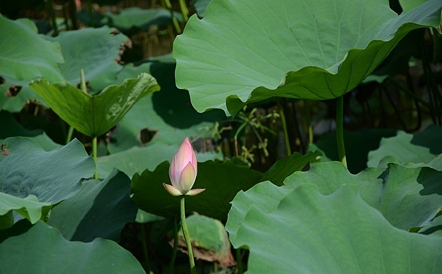 �ۺ�ɫ������