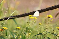 �������ڻ�ɫ������