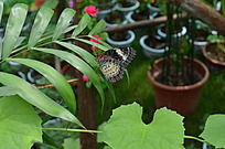 ����չ�е���������