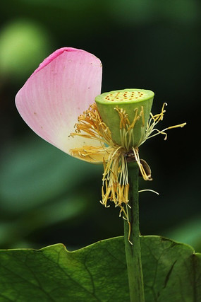 �ݺ�����