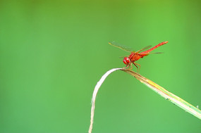 ��Ҷ�ϵ�����