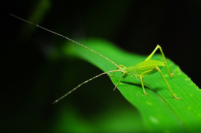 ��ɫҶ���ϵ��x˹