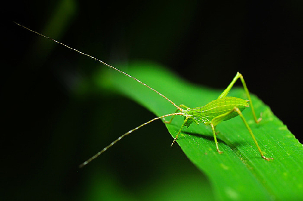 ͣ��������