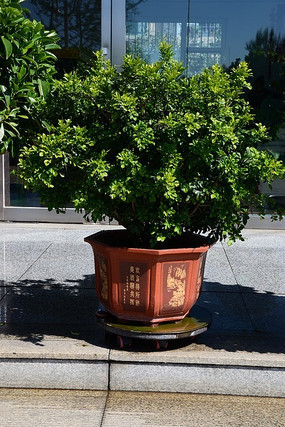 ��ɫֲ�ﾰ��