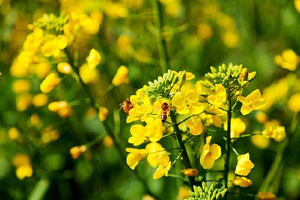 �۷��뻨����Ȼ