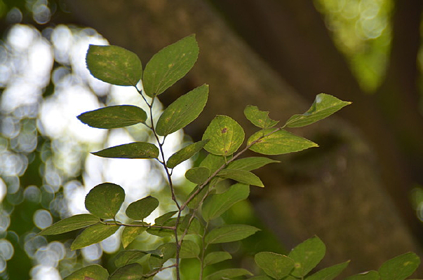 ������Ҷ