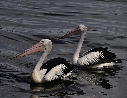 ��ӥˮ����