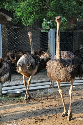 扭头回看的驼鸟