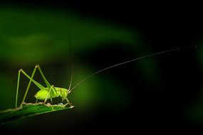 Ҷ���ϵ��x˹