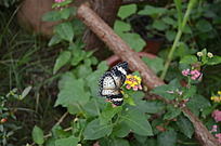 ֲ��԰�е���������