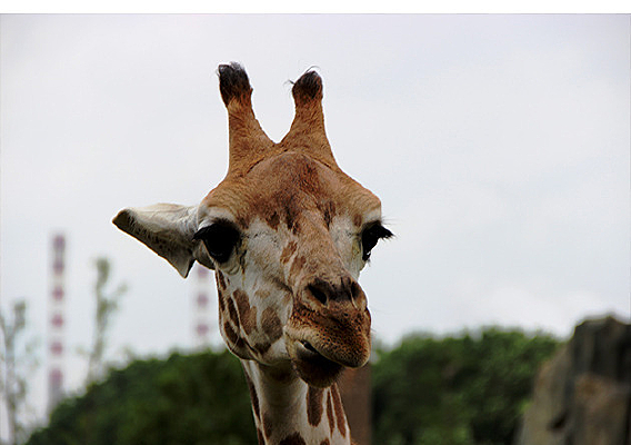 ����¹��ͷ