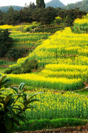 �й�ɽˮ������