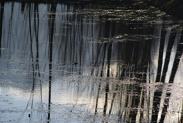 �������Ӱ