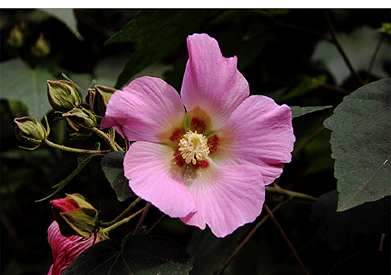 �ۺ�ɫ��ľ��