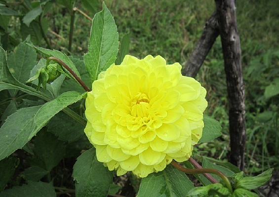 ����ĵ��