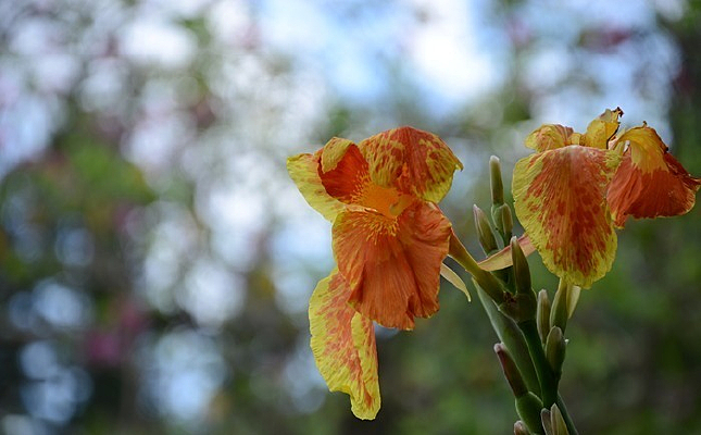 ��ɫ�����˽�