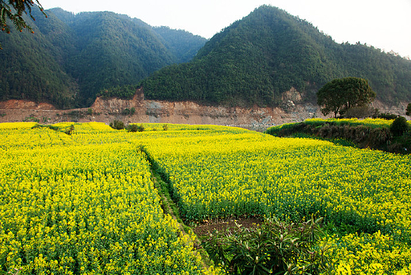 ���߲˻���