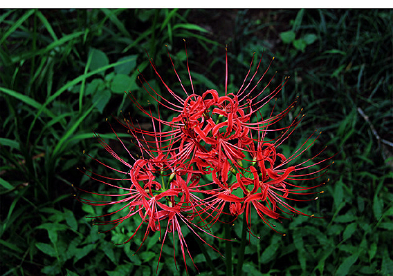 ��ɫ��צ��