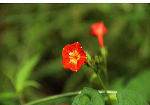 ��ɫС���Ȼ�