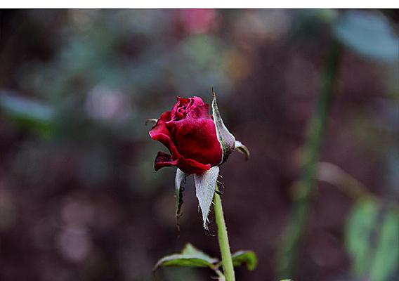 ��ή��õ��