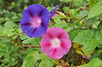 �ɰ�����