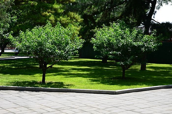 ��ɫ�ݵ��ϵ�С��