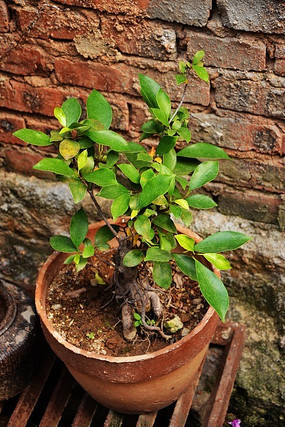 �����Ի���