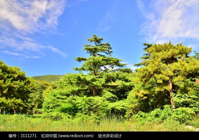 綠樹與藍天