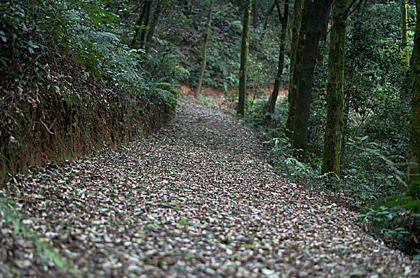 ������ҶС·