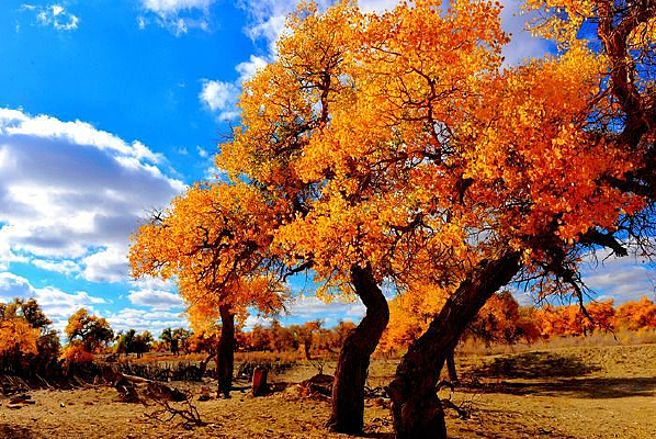 ǧ������