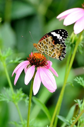 �����ķ��