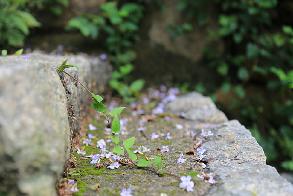 ����̨��