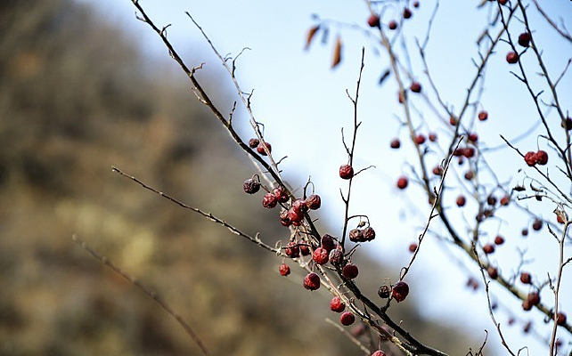 ���ϵ�С����