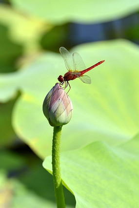 �����ɼ�