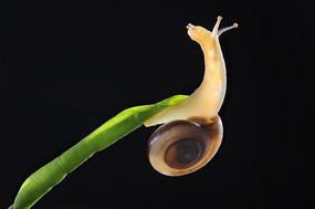 Ҷ���ϵ���ţ