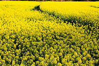 �ƻ�������