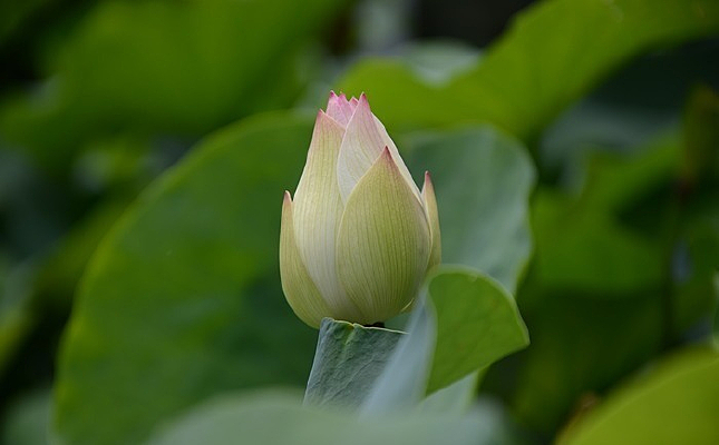 ���������Ⱦ�ĺɻ�