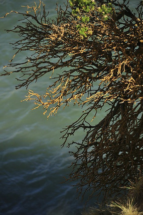 �����ϵĹ�ľ