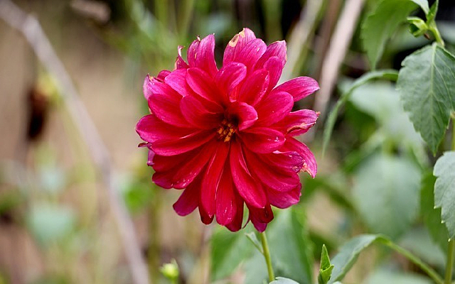 �����Ļ���