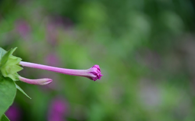 ��ɫ�Ļ���