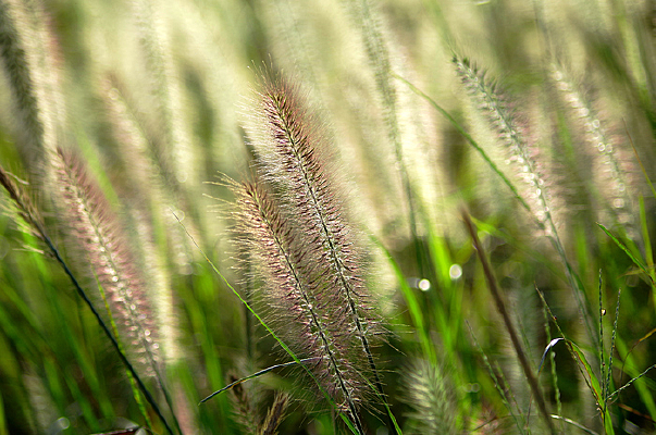 ��ɫ�Ĺ�β�Ͳ�