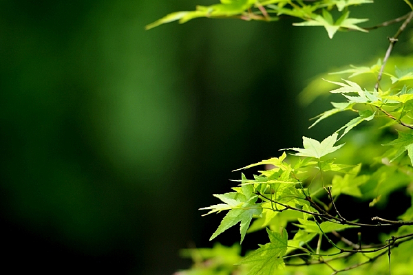 ����ɫ�����ز�